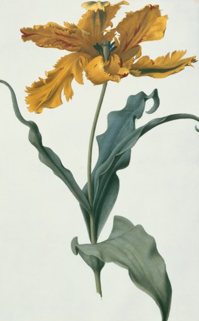 Tulip by Nicolas Robert